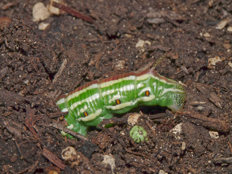 Hyloicus pinastri